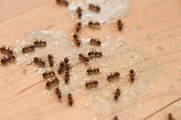 Best Wasp Removal Services  in Oakwood, PA