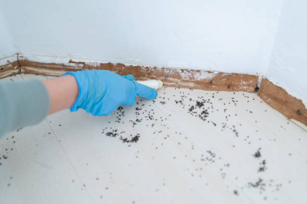 Best Termite Control Services  in Oakwood, PA